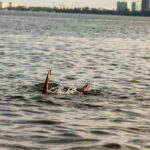 Kid SWIMS 4 Hours Through Hell to SAVE His FAMILY Persons hand reaching out from the water.