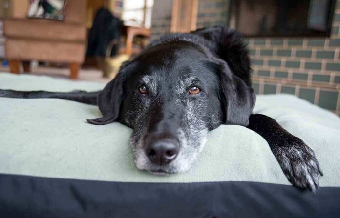shutterstock_170684282.jpg A black dog resting on a green dog bed in a cozy indoor setting