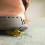 A close-up view of a shoe hovering over a green insect