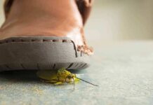 A close-up view of a shoe hovering over a green insect