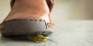 A close-up view of a shoe hovering over a green insect