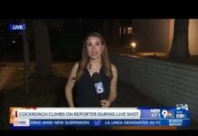 Watch What Crawled Onto Her Mid-Broadcast Cockroach lands on reporter during live report