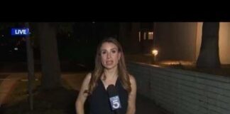 Cockroach lands on reporter during live report
