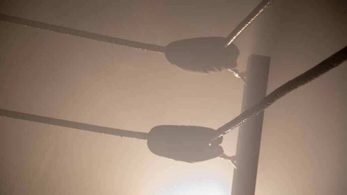 Boxing ring corner ropes in hazy light