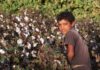 Boy standing in a cotton field