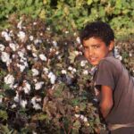 Boy standing in a cotton field