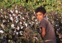 Boy standing in a cotton field