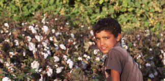 Boy standing in a cotton field
