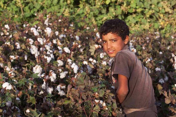 Boy standing in a cotton field
