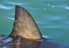 Shark dorsal fin above calm blue water