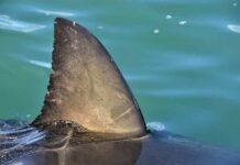 Shark dorsal fin above calm blue water