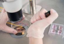 Gloved hands manipulating samples under a microscope in a petri dish
