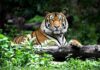 Tiger resting on a log in lush forest