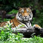 Tiger resting on a log in lush forest