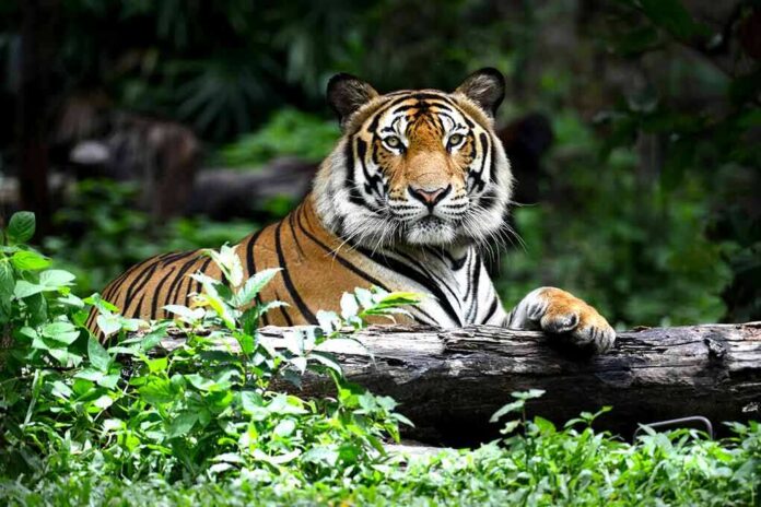 Tiger resting on a log in lush forest