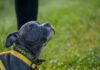 gray puppy wearing a yellow harness