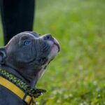 gray puppy wearing a yellow harness