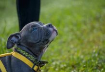 A Puppy Was Lured Toward This Van gray puppy wearing a yellow harness