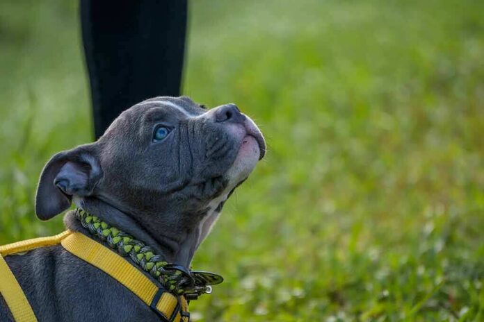 shutterstock_492561856 gray puppy wearing a yellow harness